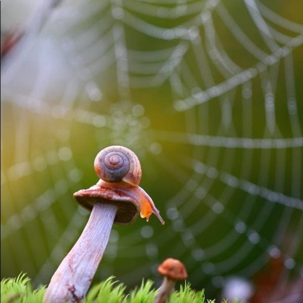 Meet your Posher, Bella